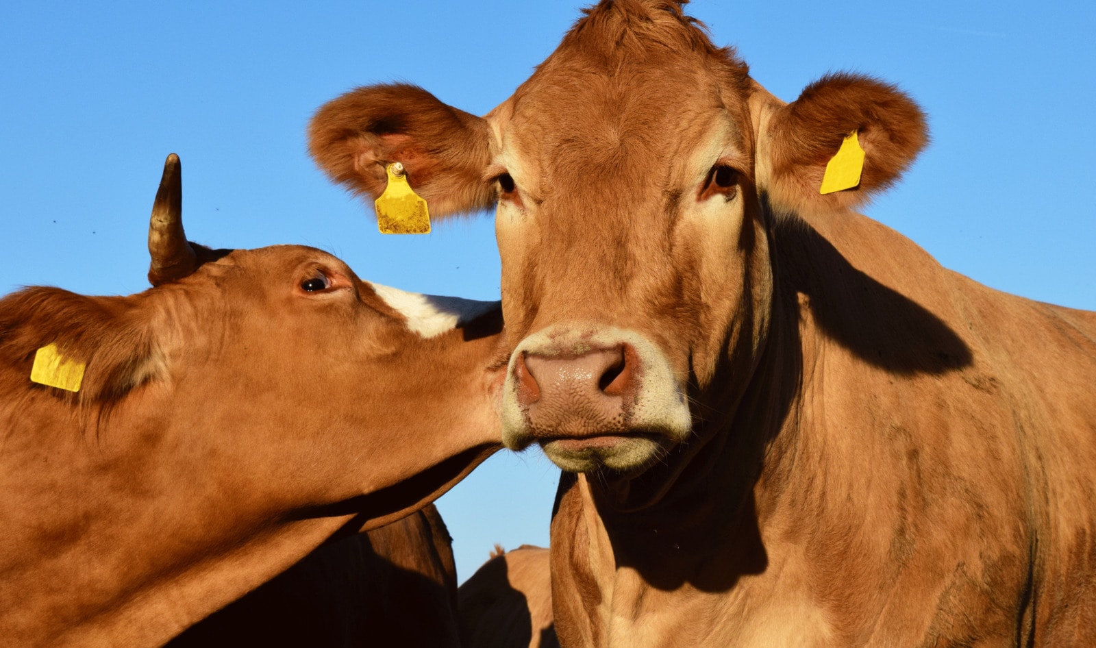 UK University Bans Beef to Fight Climate Change