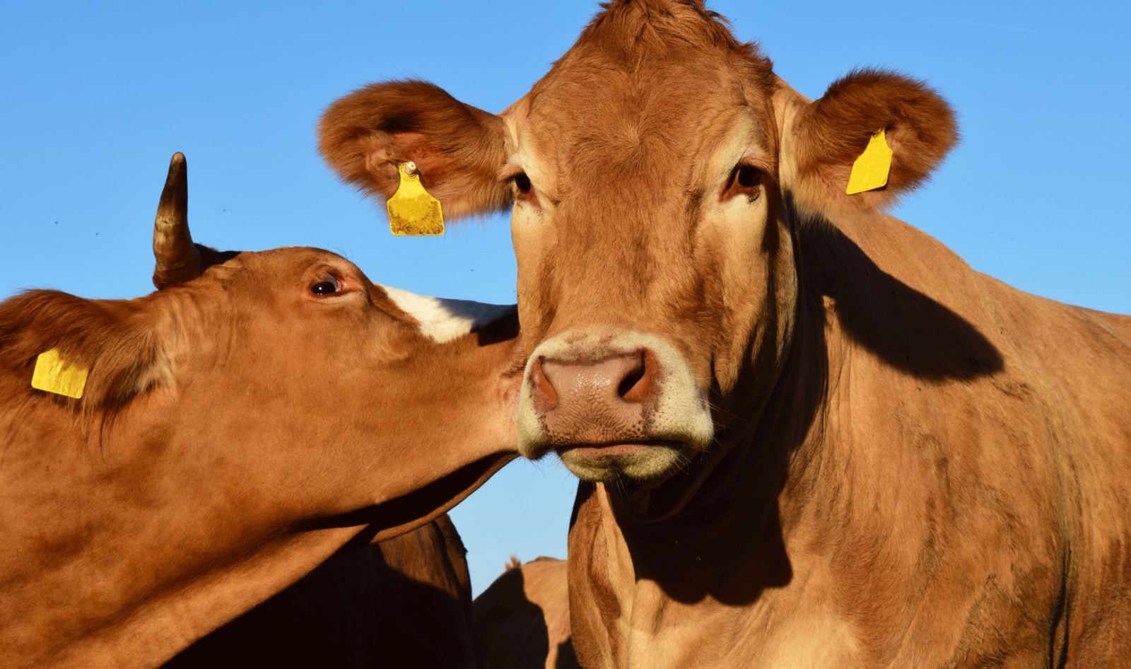 14 Mayors Commit to Slashing Meat Consumption in Major Cities Worldwide 