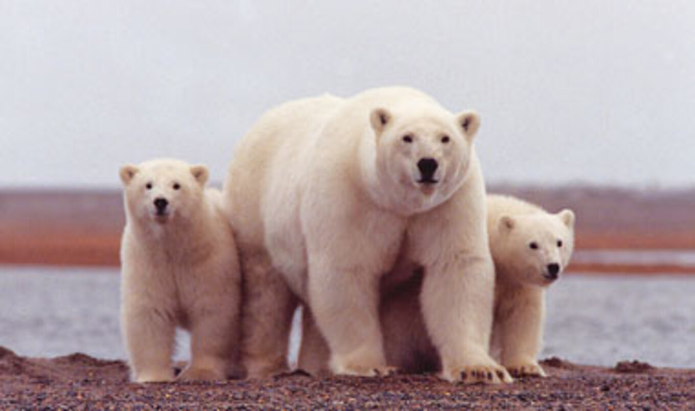 Polar Bear Mercury Poisoning
