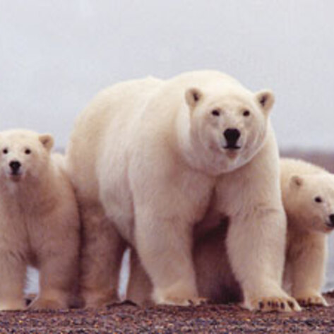 Russia Bans Polar Bear Hunting