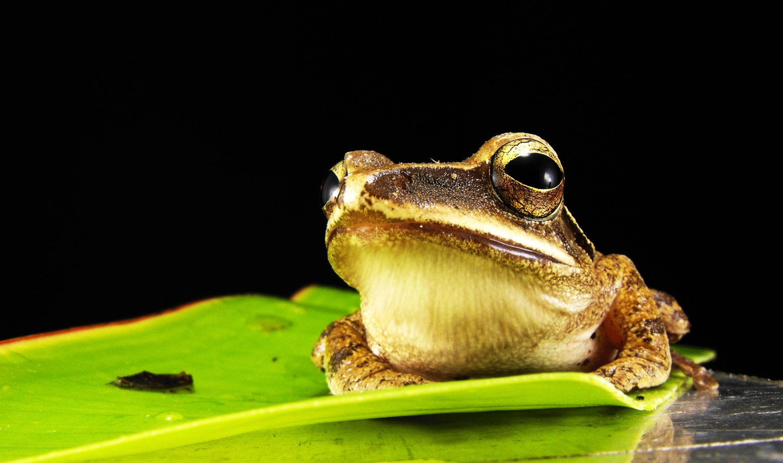 California May Become the First State to Ban Animal Dissection