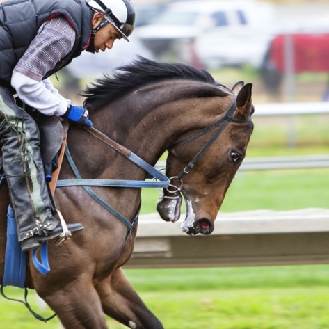 These 6 Animal-Exploiting Events Have Been Cancelled Because of COVID-19 