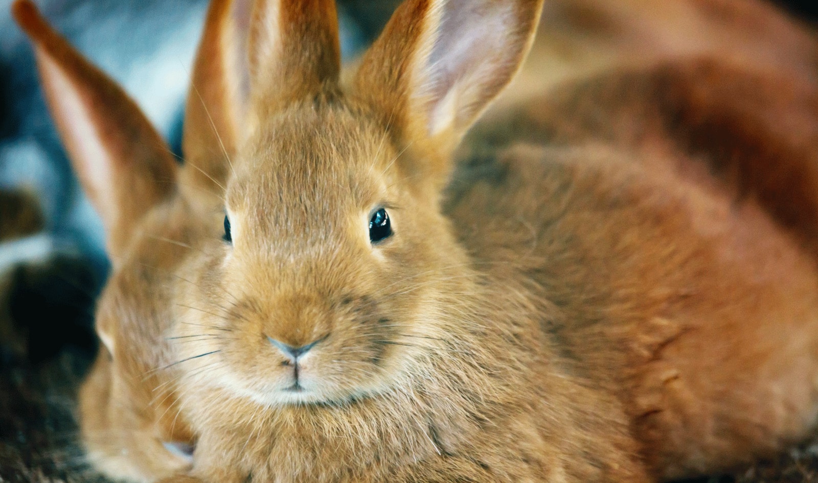 China Takes Major Step Toward Ending Animal Testing