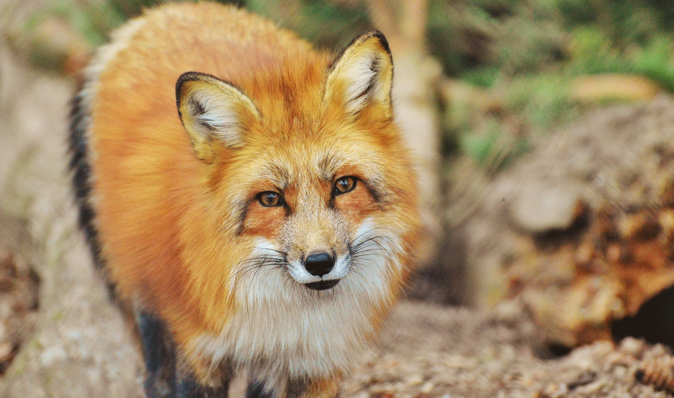 New York Bill Pushes to Ban Fur by 2021