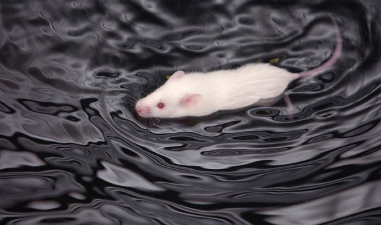 Johnson &amp; Johnson Bans Forced Rat Swim Tests