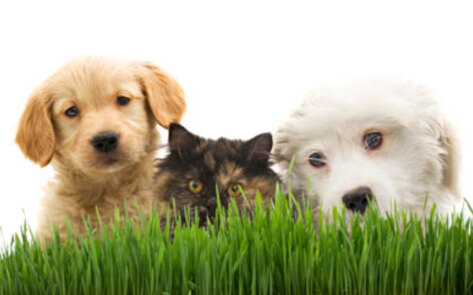 7 Spectacular Ways to Make a Difference for Animals