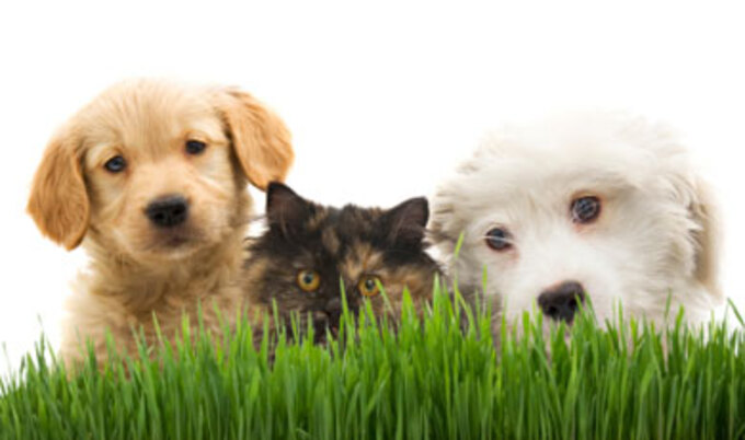 Featurette.CuteDogsandCat