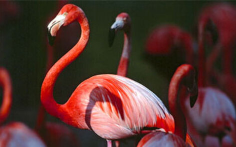 Animal Species At Risk