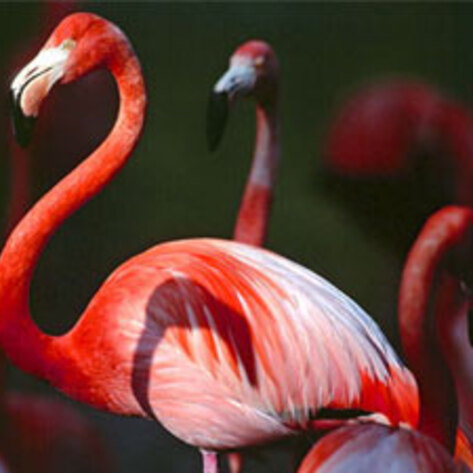 Animal Species At Risk