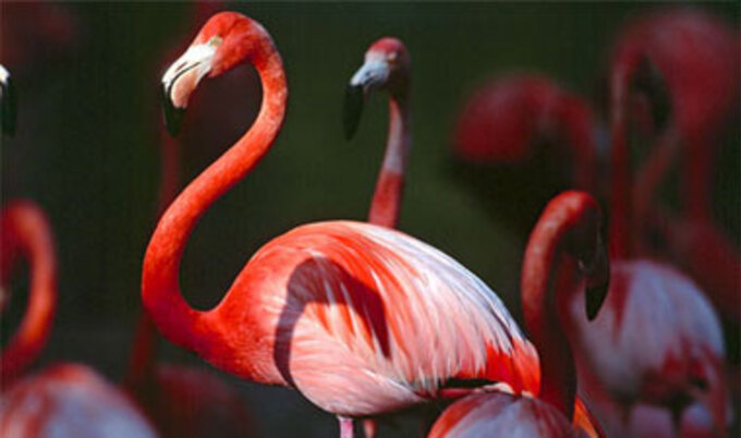 flamingo
