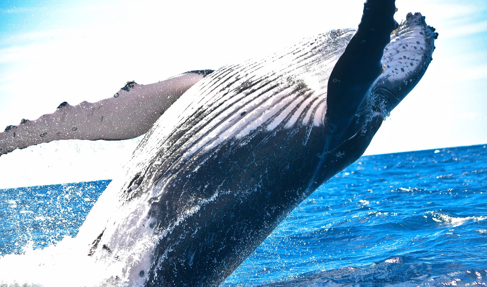 Icelanders Demand Government Shuts Down Cruel Whale Hunts