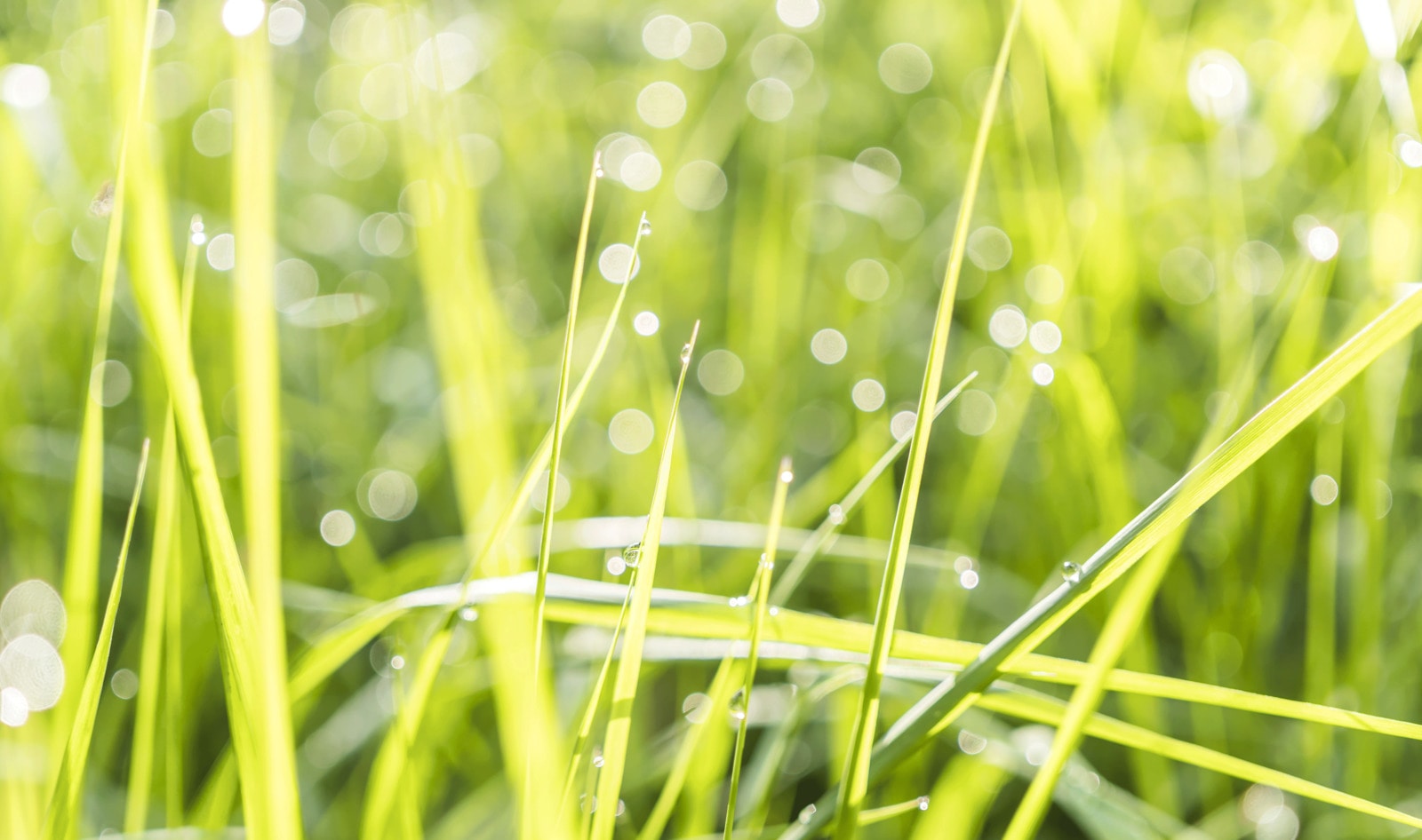 Scientists Grow Slaughter-Free Bacon on Blades of Grass