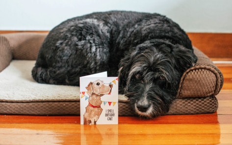 Vegan Greeting Cards Launch to Save Shelter Animals
