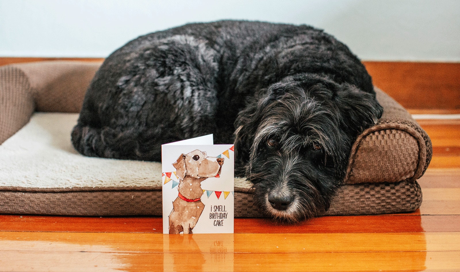 Vegan Greeting Cards Launch to Save Shelter Animals