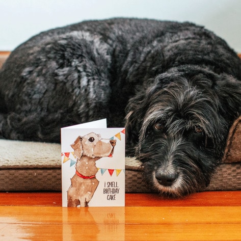 Vegan Greeting Cards Launch to Save Shelter Animals