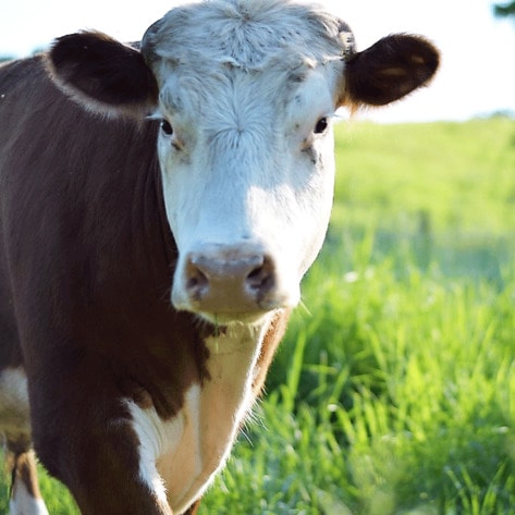 Farmed Animal Sanctuaries Denied Vet Care Because Owners are Against Slaughter