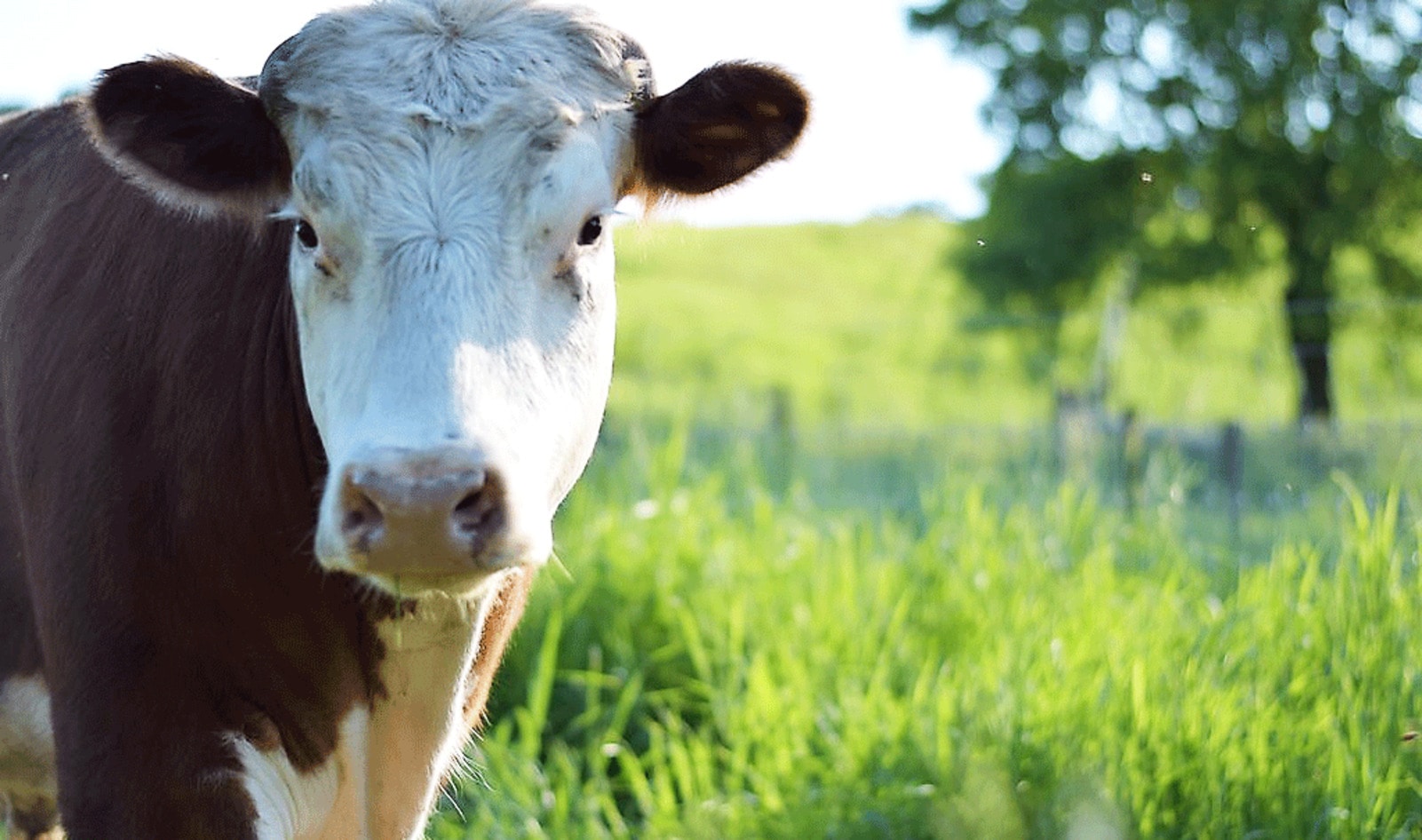 Farmed Animal Sanctuaries Denied Vet Care Because Owners are Against Slaughter