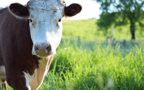 Farmed Animal Sanctuaries Denied Vet Care Because Owners are Against Slaughter