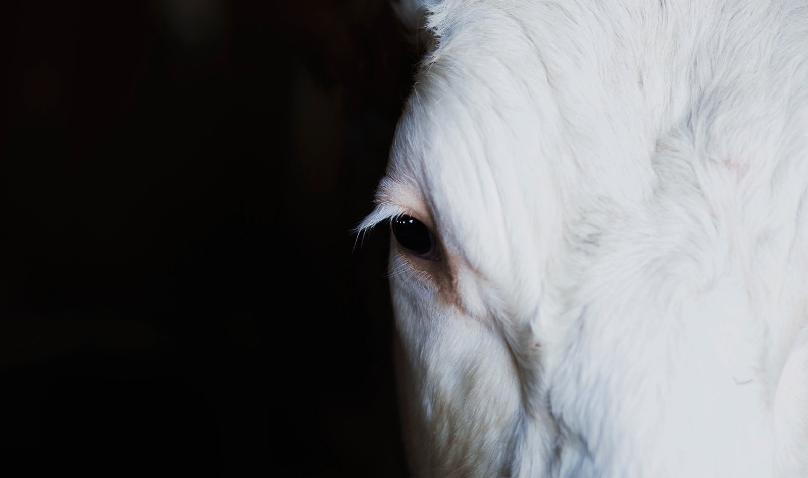 Resistance Movement Launches to Stop Prison Factory Farms Program in Canada