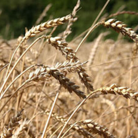 FDA Redefines Gluten-Free Term