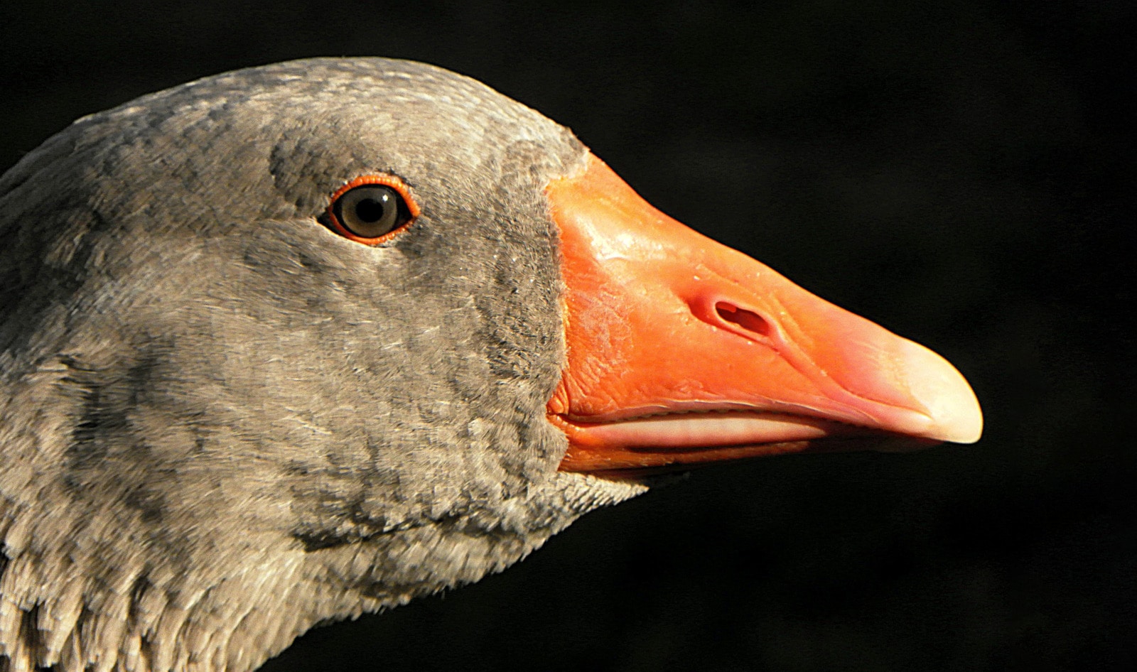 French Startup Aims to Debut Cruelty-Free Foie Gras by 2023 