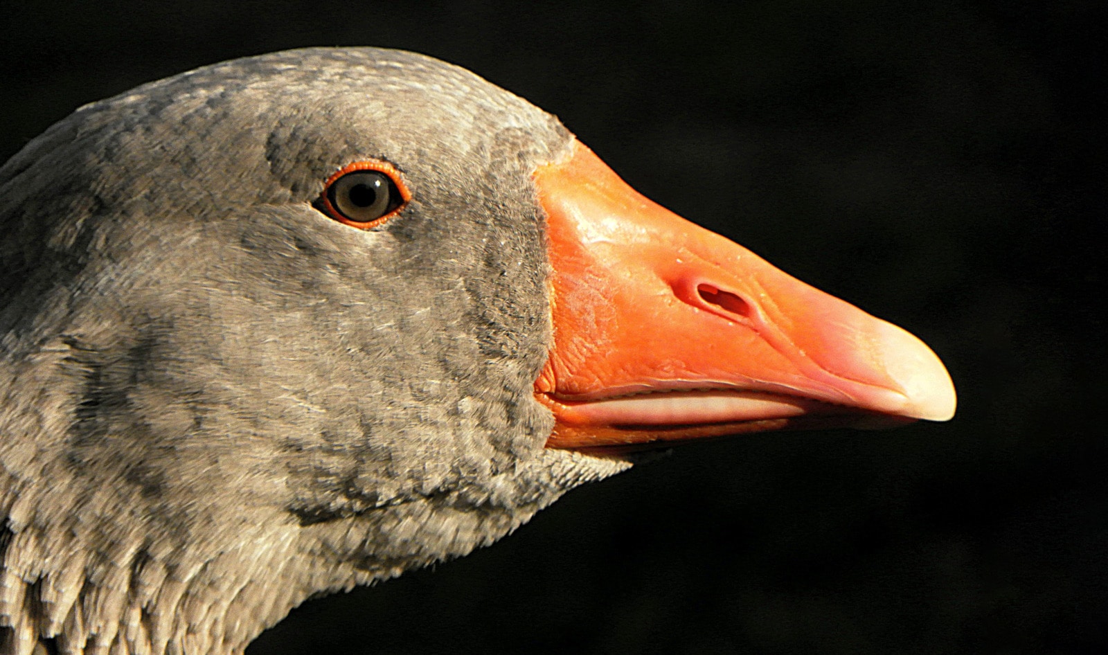 New York City Considers Foie Gras Ban