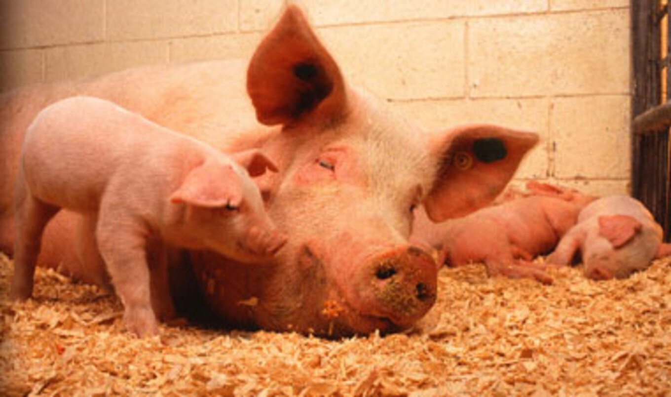 Congress Signs Bill To Replace Animals in Training | VegNews Congress Signs Bill To Replace Animals in Training | VegNews