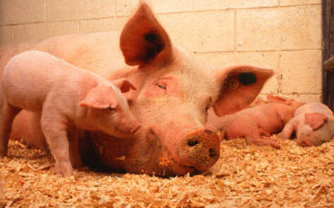 Animal-Welfare Ads Banned After Misleading Consumers