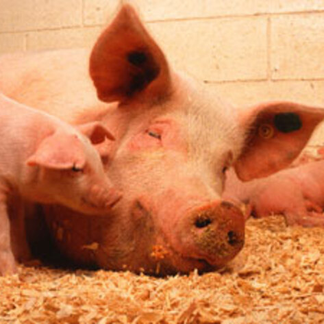 Hormel to Stop Crate Usage