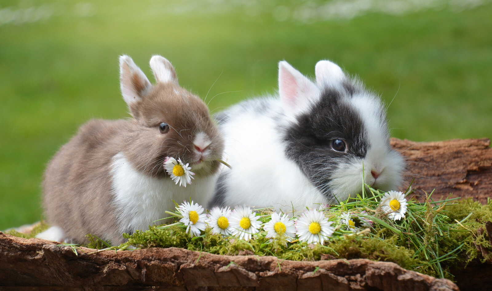 Canada Moves Toward Banning Cosmetic Animal Testing
