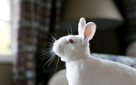 Bunnies Are Probably the Most Amazing Animals Ever. Here’s Why You Shouldn’t Eat or Exploit Them. 