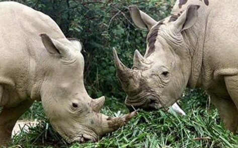 Pro Athletes and British Royalty Fight Poaching