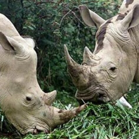 Czech Zoo Releases Rhinos