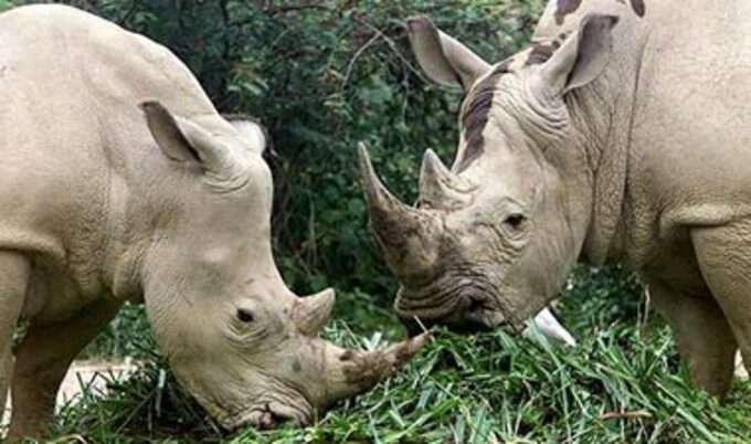 rhinos