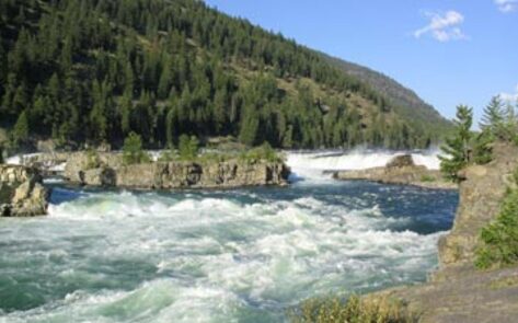 Japanese River Otters Officially Become Extinct