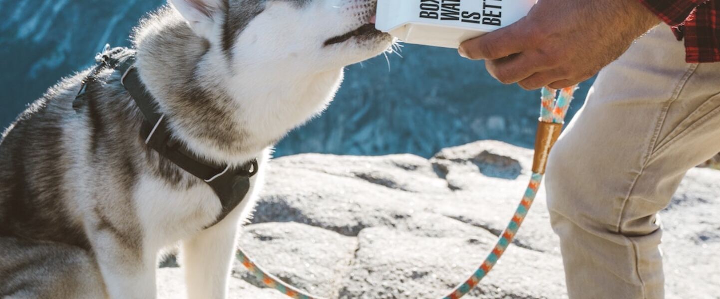 How Having a Vegan Dog Can Help Lower Your Carbon Footprint 