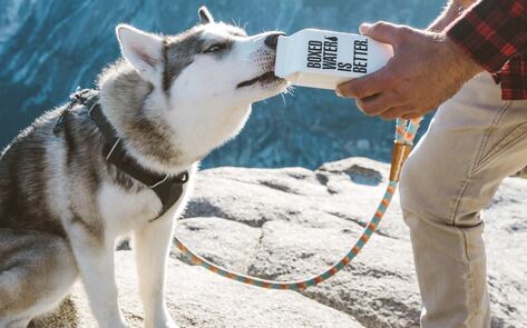 How Having a Vegan Dog Can Help Lower Your Carbon Footprint 