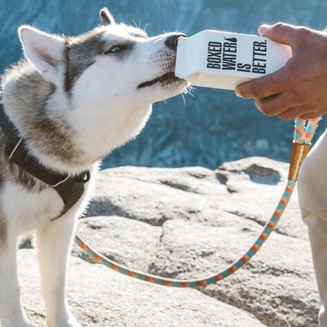 How Having a Vegan Dog Can Help Lower Your Carbon Footprint 