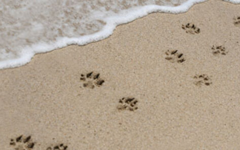 Big Carbon Paw Prints