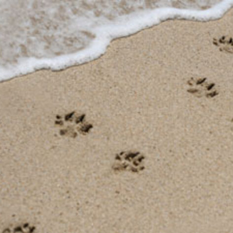 Animal Groups Prep For Storm