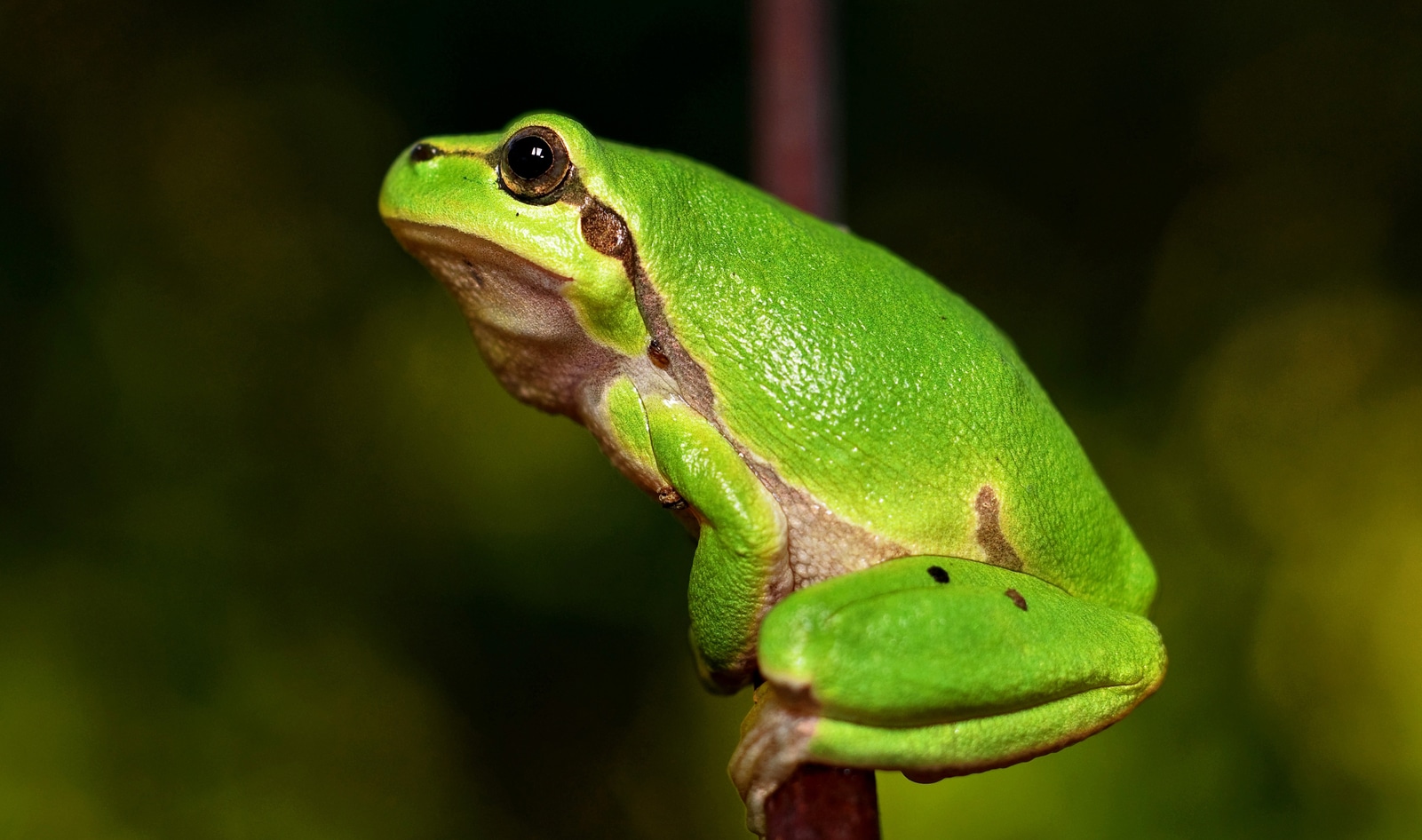 Human Activity Driving Extinction of More than 1 Million Species 