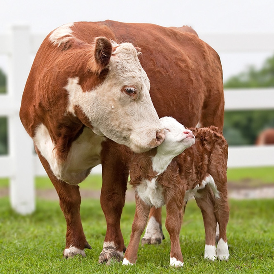 Turns Out, Cows Love Being Mamas. This Mother's Day, Let’s Celebrate That Fact (and No Longer Eat Them).
