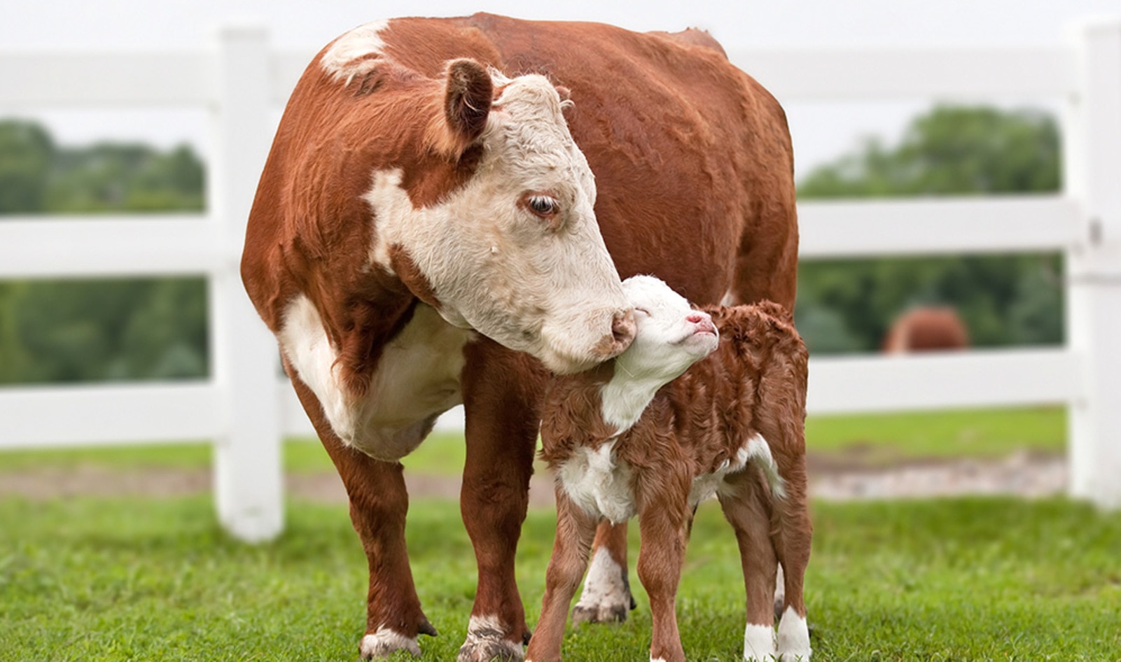 Why Anyone Who Is (Or Has) a Mother Should Ditch Dairy&nbsp;