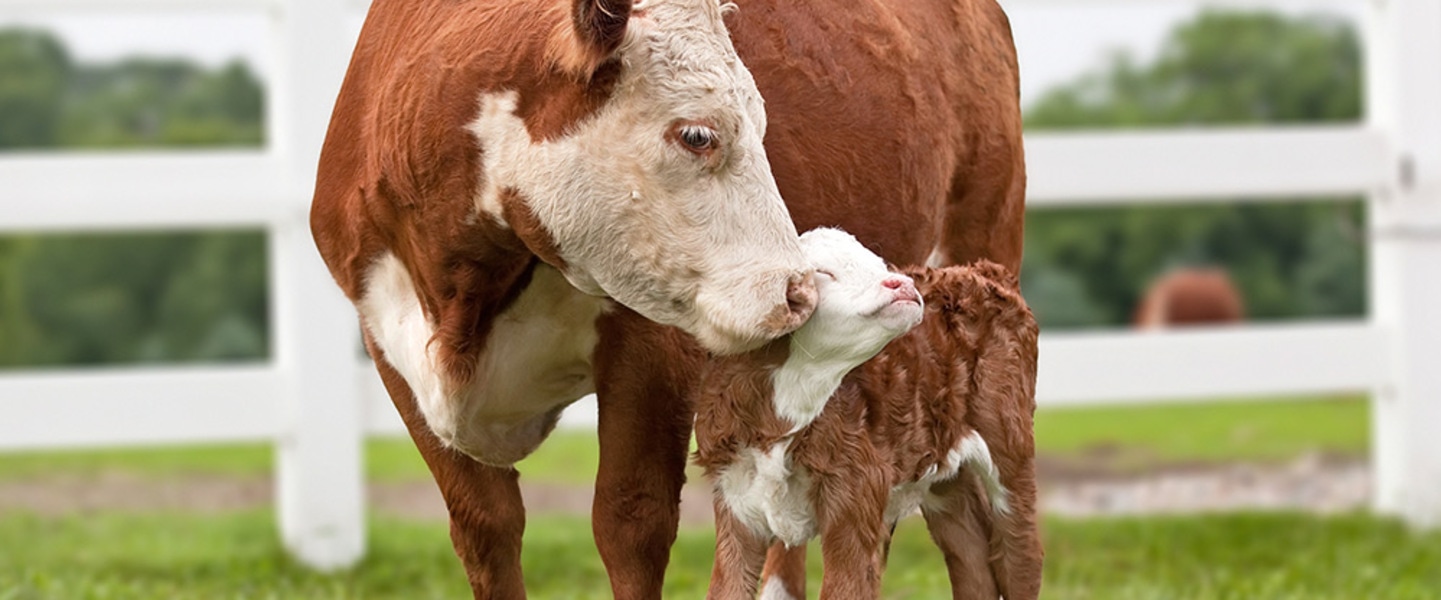 Turns Out, Cows Love Being Mamas. This Mother's Day, Let’s Celebrate That Fact (and No Longer Eat Them).