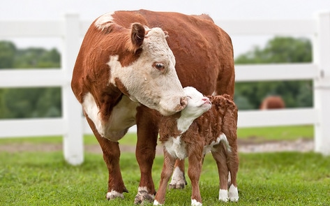 Turns Out, Cows Love Being Mamas. This Mother's Day, Let’s Celebrate That Fact (and No Longer Eat Them).