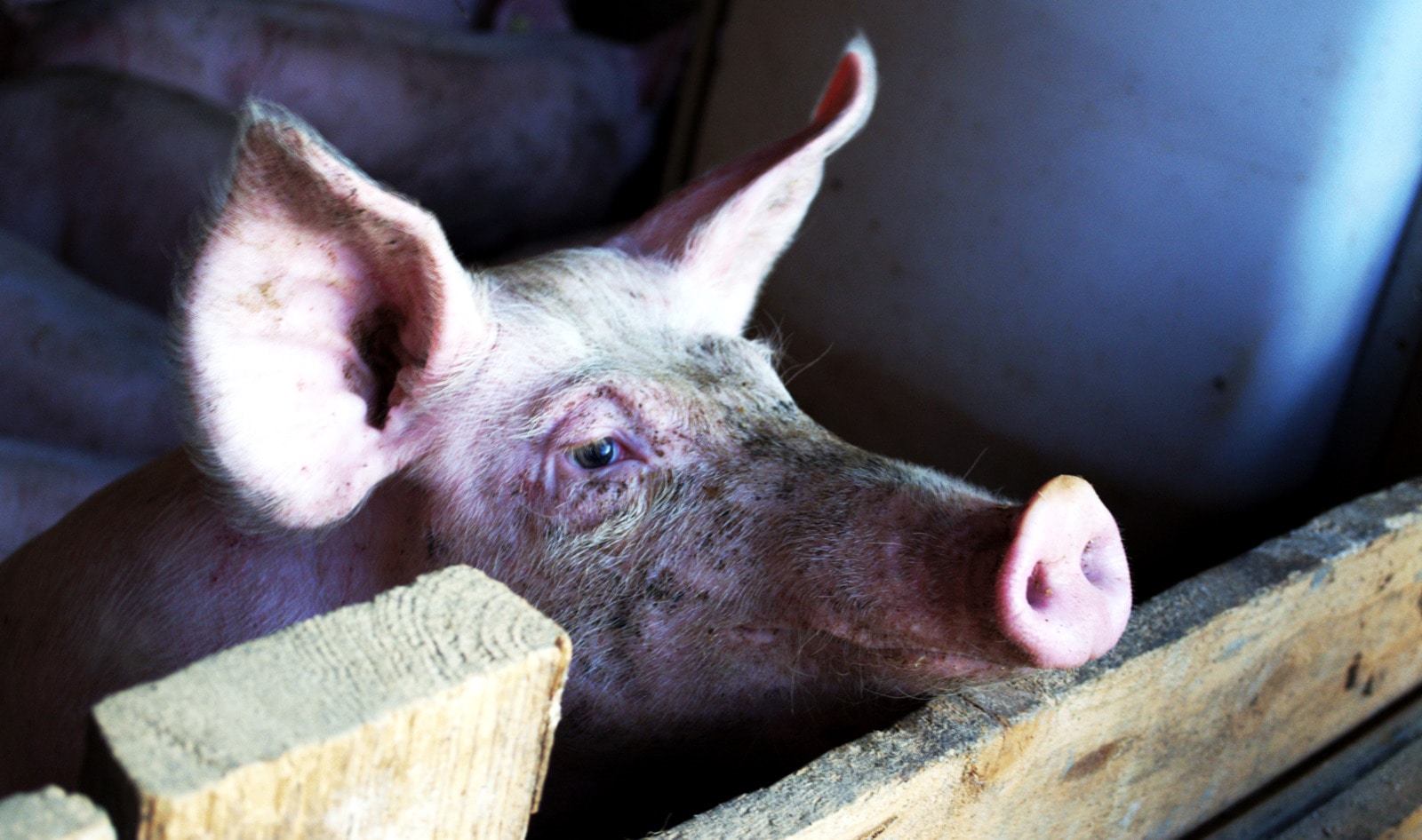 African Swine Flu Set to Kill 200 Million Pigs in China