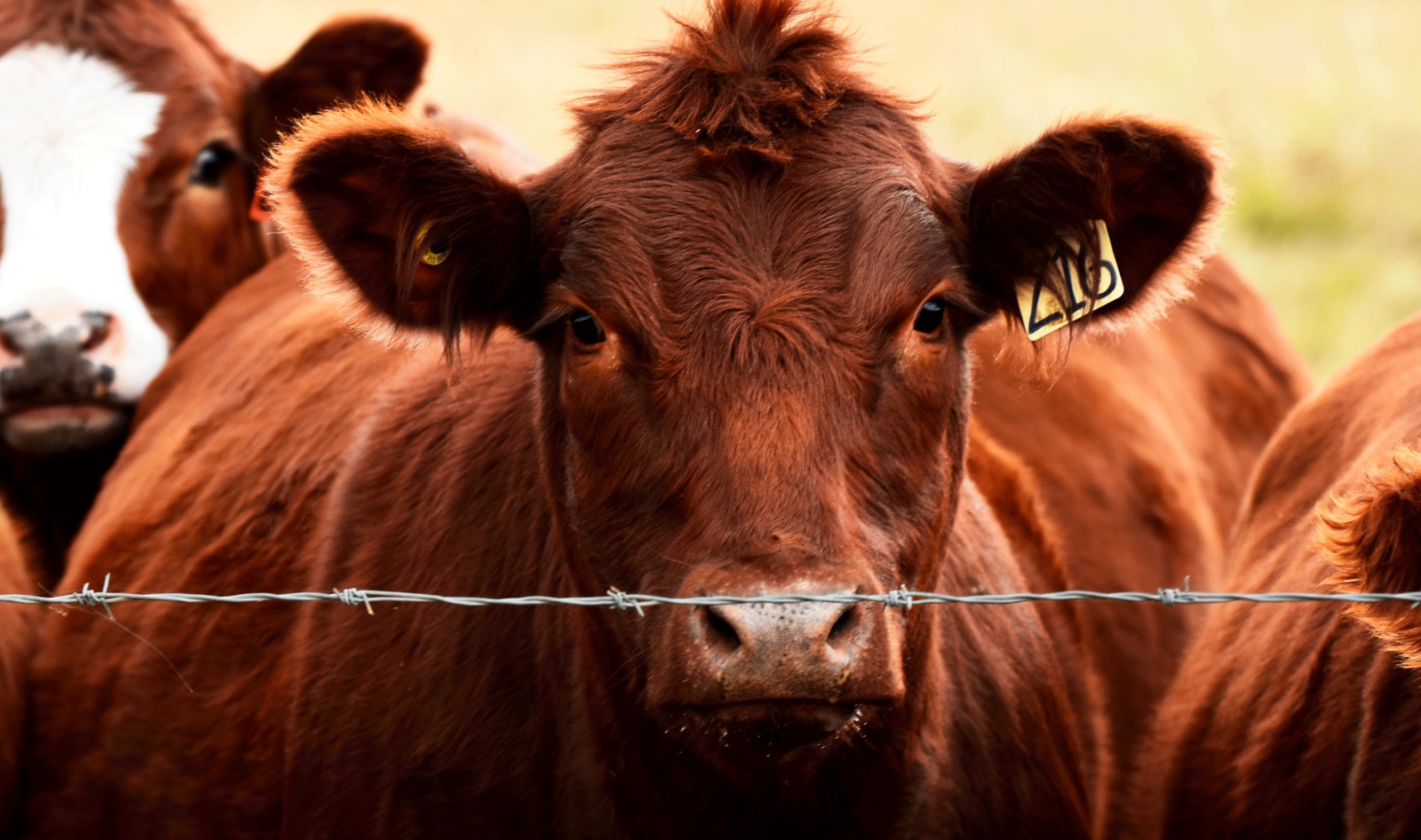 Germany Considers 19 Percent Tax on Meat 