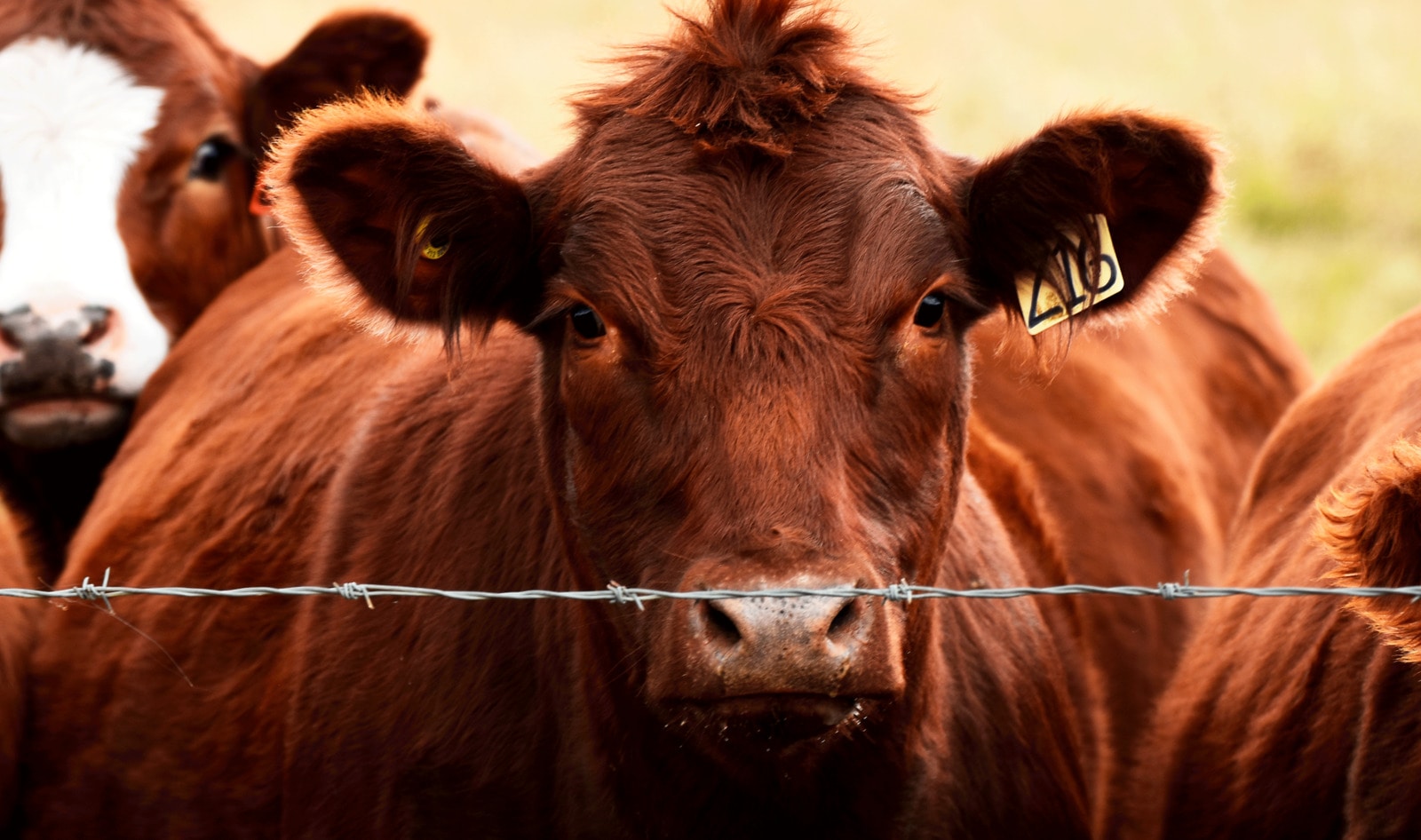 World’s Largest Meat Company JBS Debuts Vegan Burger in Brazil&nbsp;