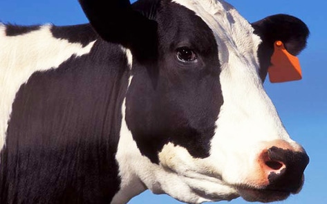 Canada's #1 Dairy Farm Charged with Animal Cruelty