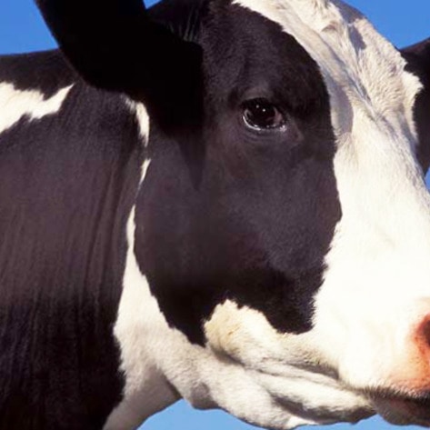 Canada's #1 Dairy Farm Charged with Animal Cruelty